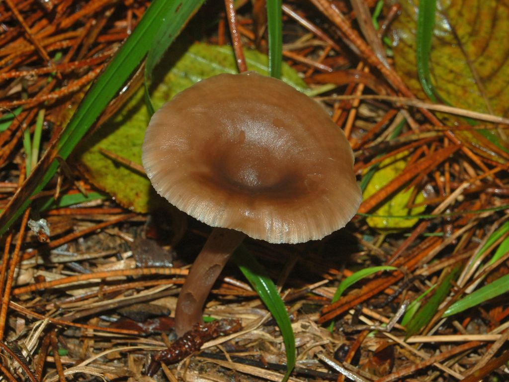 Dei funghi concavi (cfr. Pseudoclitocybe cyathiformis)
